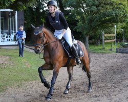 dressage horse Der Feine Ludwig (German Riding Pony, 2010, from Der feine Lord AT)