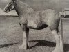 broodmare Ballochmorrie Mist (Clydesdale,  , from Balgreen Final Command)