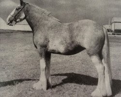 Zuchtstute Ballochmorrie Mist (Clydesdale,  , von Balgreen Final Command)