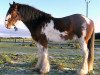 stallion Arradoul Cardhu (Clydesdale,  , from Collessie Cut Above)