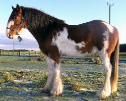 Deckhengst Arradoul Cardhu (Clydesdale,  , von Collessie Cut Above)