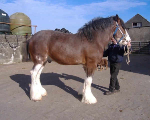 stallion Carnaff Ambassador (Clydesdale,  , from Dillars Cracker)