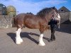 Deckhengst Carnaff Ambassador (Clydesdale,  , von Dillars Cracker)