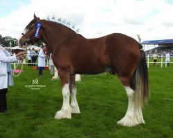 stallion Dillars Jura (Clydesdale, 2014, from Carnaff Ambassador)