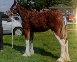 broodmare Whinhill Lady Marina (Clydesdale, 2014, from Roes Hall Calypso)