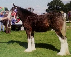 Zuchtstute Fairybank Tinkerbell (Clydesdale, 2014, von Mollinhillhead Celebrity)