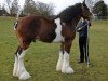 stallion Great American Ben Franklin (Clydesdale, 2004, from S B H Phoenix)