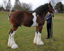 Deckhengst Great American Ben Franklin (Clydesdale, 2004, von S B H Phoenix)