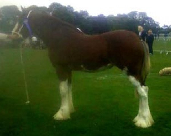 broodmare Collessie Julia (Clydesdale,  , from Great American Ben Franklin)