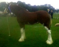 broodmare Collessie Julia (Clydesdale,  , from Great American Ben Franklin)