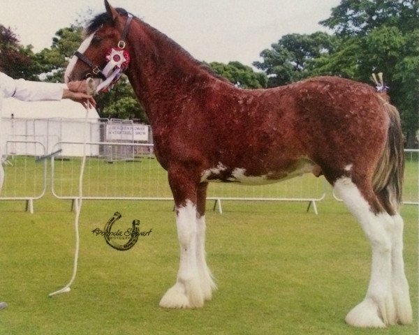 Deckhengst Collessie Prospect (Clydesdale, 2014, von Collessie Stepping Stone)