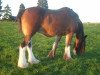 Zuchtstute Cocklaw Flowergirl (Clydesdale,  , von Collessie Independent)