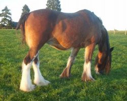 broodmare Cocklaw Flowergirl (Clydesdale,  , from Collessie Independent)