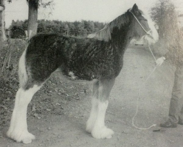 broodmare Collessie Venus (Clydesdale,  , from Collessie Cut Above)