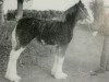 Zuchtstute Collessie Venus (Clydesdale,  , von Collessie Cut Above)