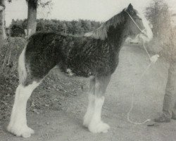 Zuchtstute Collessie Venus (Clydesdale,  , von Collessie Cut Above)