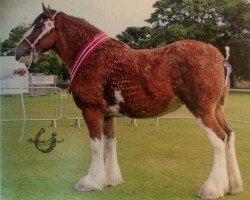 broodmare Bencannon Emerald (Clydesdale, 2010, from Bogton Flying Scot)