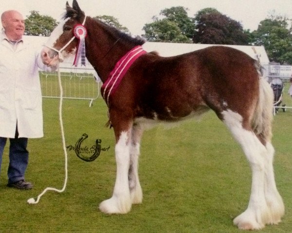 Deckhengst Powburn Pride (Clydesdale, 2015, von Bratlach Millichen)