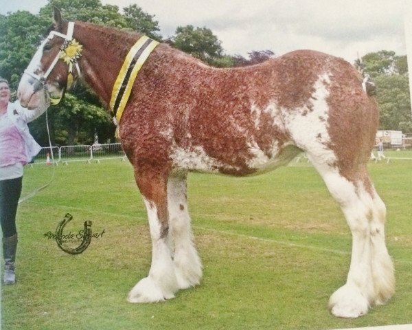 broodmare Ord Envy (Clydesdale, 2011, from Dillars Scottie Boy)