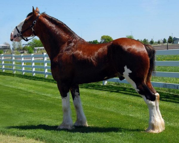stallion May's Marquis of Iron Horse (E.T.) (Clydesdale, 2006, from Millisle Explorer)