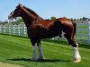 stallion May's Marquis of Iron Horse (E.T.) (Clydesdale, 2006, from Millisle Explorer)