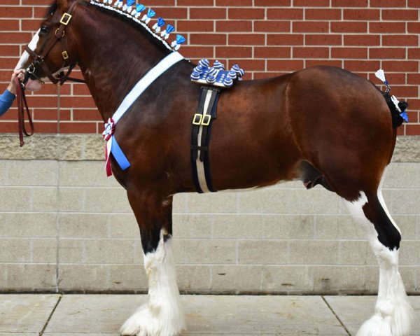 stallion Iron Horse MM Steele (Clydesdale, 2012, from May's Marquis of Iron Horse (E.T.))