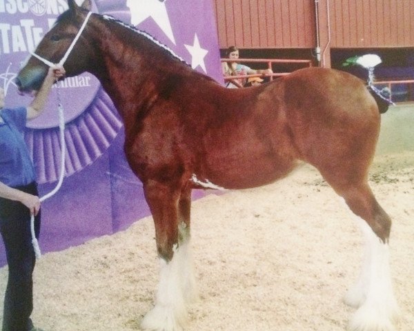 Zuchtstute T.F.C. Fusilier's Bling (Clydesdale, 2014, von Hillmoor Fusilier)