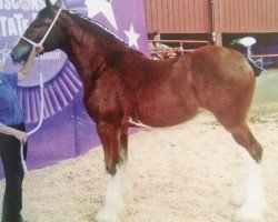 broodmare T.F.C. Fusilier's Bling (Clydesdale, 2014, from Hillmoor Fusilier)