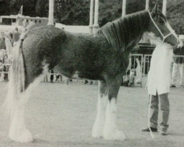 broodmare Anguston Amy (Clydesdale,  , from Collessie Cut Above)