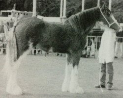 Zuchtstute Anguston Amy (Clydesdale,  , von Collessie Cut Above)