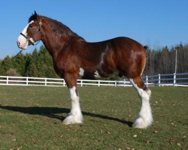 stallion Old Greenlaw Lochy (Clydesdale, 2005, from Collessie Whinhill President)
