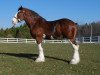 Deckhengst Old Greenlaw Lochy (Clydesdale, 2005, von Collessie Whinhill President)