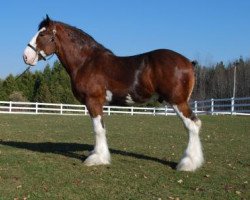 Deckhengst Old Greenlaw Lochy (Clydesdale, 2005, von Collessie Whinhill President)