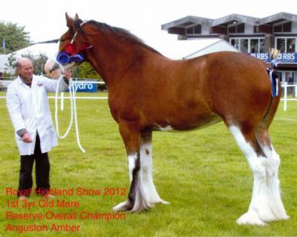 Zuchtstute Anguston Amber (Clydesdale, 2009, von Old Greenlaw Lochy)