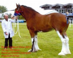 broodmare Anguston Amber (Clydesdale, 2009, from Old Greenlaw Lochy)