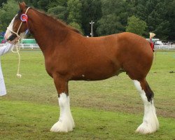 Zuchtstute Arradoul Symphony (Clydesdale, 2005, von Collessie Whinhill President)