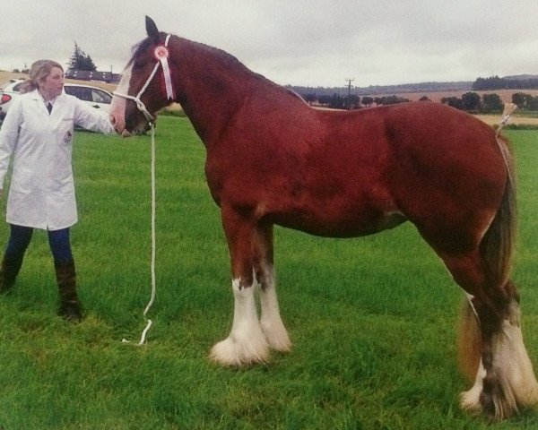 broodmare Arradoul Caol Isla (Clydesdale, 2013, from Collessie Stepping Stone)