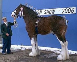 stallion Carnaff Perfection (Clydesdale,  , from Dillars Cracker)