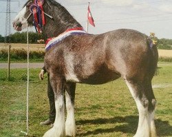 Zuchtstute Carnaff Ashleen Rose (Clydesdale, 2009, von Carnaff Perfection)