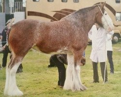 Zuchtstute Fawnspark Emily (Clydesdale, 2011, von Hillhouse General Elect)