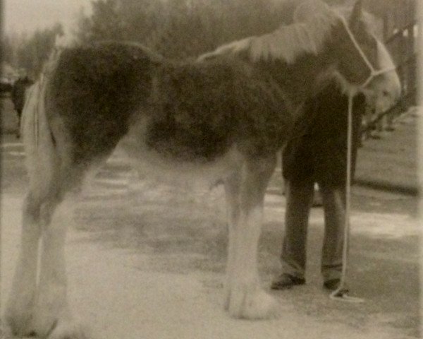 broodmare Fawnspark Holly (Clydesdale,  )