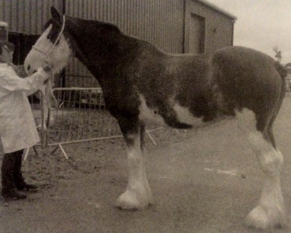 broodmare Fawnspark Lucinda (Clydesdale, 2001, from Hillside Lorton Legend)