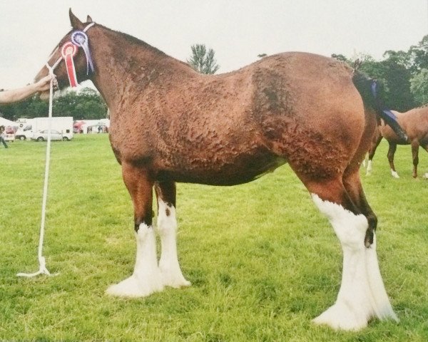 broodmare Carnaff Rosaleen (Clydesdale, 2009, from Bogton Flying Scot)