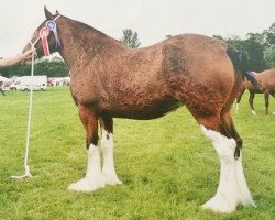 broodmare Carnaff Rosaleen (Clydesdale, 2009, from Bogton Flying Scot)