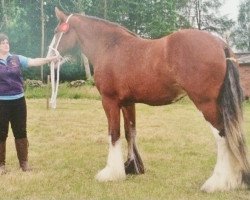 broodmare Holmhead Ruby (Clydesdale, 2013, from Rashillhouse Winston)