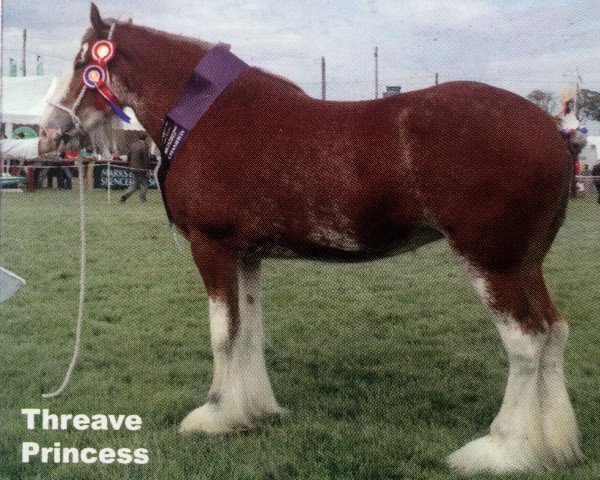 broodmare Threave Princess (Clydesdale, 2002, from Millisle Perfection)