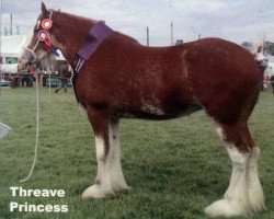 Zuchtstute Threave Princess (Clydesdale, 2002, von Millisle Perfection)