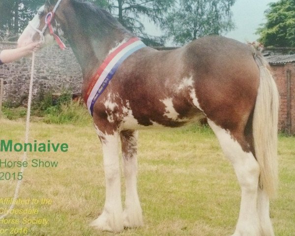 broodmare Threave Juno (Clydesdale, 2014, from Dillars Inthelead)