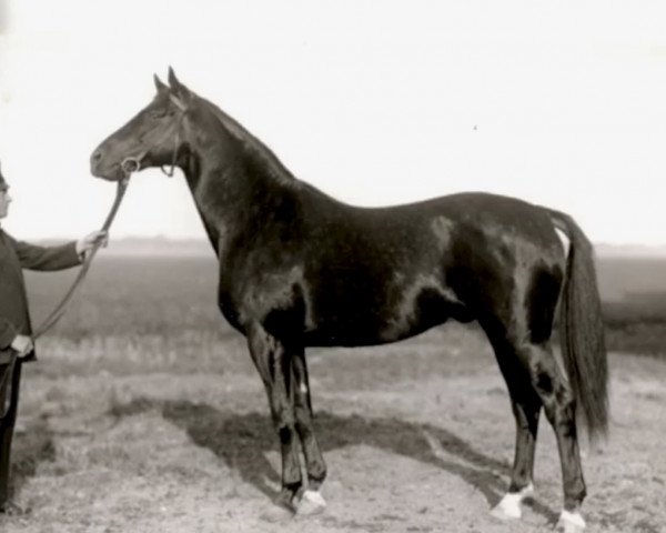 Pferd Termit (Trakehner, 1933, von Hyperion)