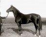 stallion Termit (Trakehner, 1933, from Hyperion)